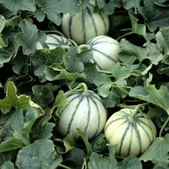 SOD melon Superoxyde dismutase